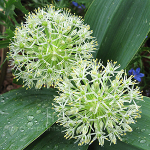 Allium Karataviense 'Ivory Queen' - Alpine Allium