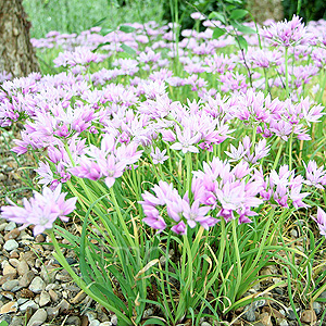 Allium Murrayanum