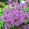 Allium - Purple King