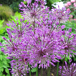 Allium 'Purple King' - Allium