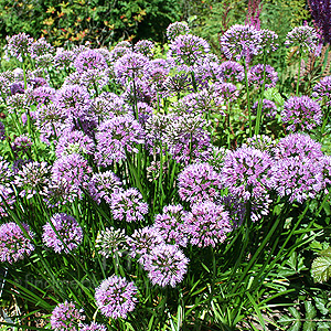 Allium  Nutans 'Superbum' - Siberian Chive, Allium