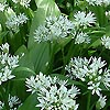 Allium Ursinum