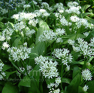 Allium Ursinum - Wild Garlic, Allium