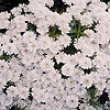 Alyssum Wulfenianum