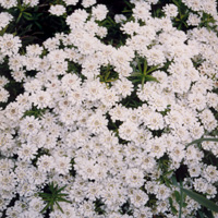 Alyssum Wulfenianum - Alyssum