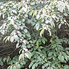 Amelanchier Alnifolia