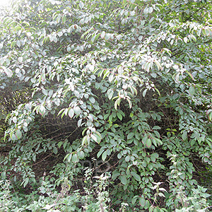 Amelanchier Alnifolia - Amelanchier