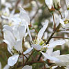 Amelanchier Asiatica