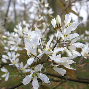 Amelanchier Asiatica - Amelanchier