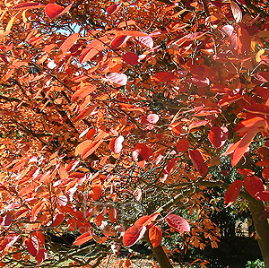 Amelanchier Canadensis - Snowy Mespilus