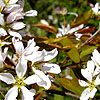 Amelanchier X Grandiflora - Robin Hill