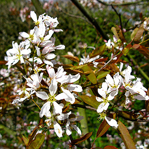 Amelanchier X Grandiflora 'Robin Hill' - Amerlanchier