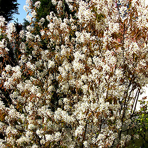 Amelanchier Lamarckii - Snowy Mespilus