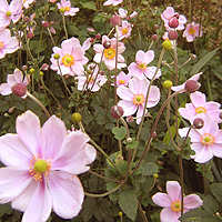 Anemone Hupehensis 'September Charm' - Wind Flower