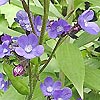 Anchusa Azurea - Loddon Royalist