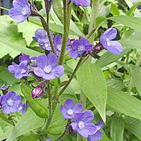 Anchusa Azurea 'Loddon Royalist' - Bugloss, Alkanet