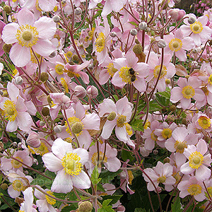 Anemone Hupehensis