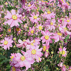 Anemone Hupehensis 'Prinz Heinrich' - Wind Flower