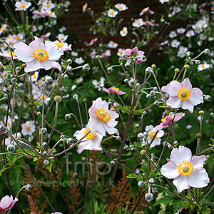 Anemone X Hybrida 'Robustissima'