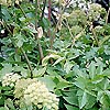 Angelica Archangelica