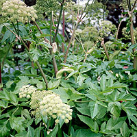 Angelica Archangelica