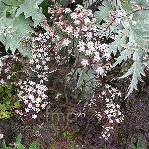 Anthriscus Sylvestris 'Ravenswing' - Purple Cow Parsley