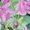 Aquilegia Vulgaris - Altrosa