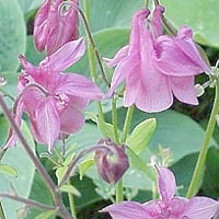 Aquilegia Vulgaris 'Altrosa' - Columbine, Aquilegia