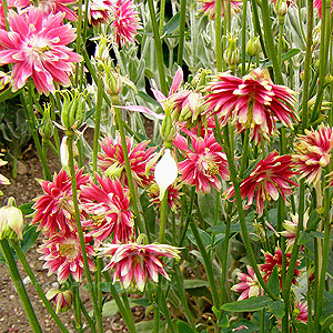 Aquilegia Vulgaris Nora Barlow - Columbine, Aquilega