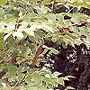 Aralia Elata - Variegata