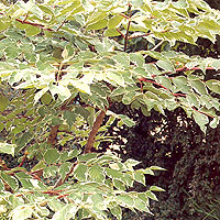 Aralia Elata 'Variegata' - Japanes Angelica Tree