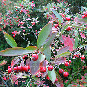 Arbutus Arbutifolia