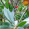 Arbutus Unedo