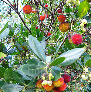 Arbutus Unedo - Strawberry Tree