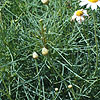Argyranthemum Gracile - Chelsea Girl
