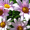Argyranthemum - petit pink