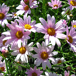 Argyranthemum 'petit pink' - Argyranthemum, Marguerite