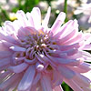 Argyranthemum - Powder Puff