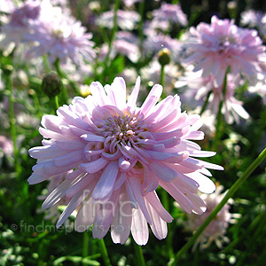 Argyranthemum 'Powder Puff' - Argyrantehmum, Marguerite