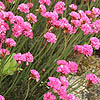 Armeria Juniperifolia - Versuvius