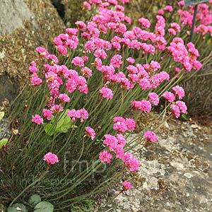 Armeria Juniperifolia 'Versuvius'