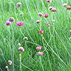 Armeria Maritima