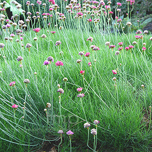 Armeria Maritima - Thrift, Armeria