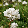 Armeria Pseudoarmeria