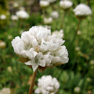 Armeria Pseudoarmeria - Sea Pink, Armeria