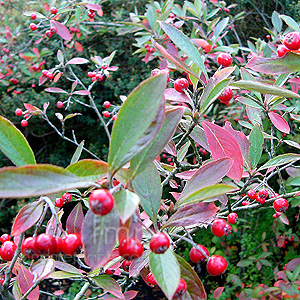 Aronia Arbutifolia - Red Chokeberry