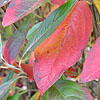 Aronia Arbutifolia - Erecta