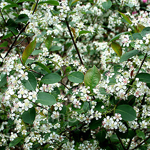 Aronia Melanocarpa Elata