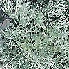 Artemisia - Powis Castle