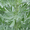 Artemisia Absinthium - Lambrook Silver